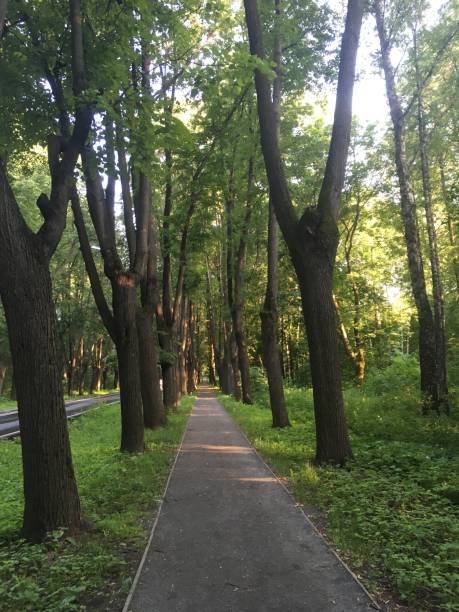 istock road in the forest 1253941810