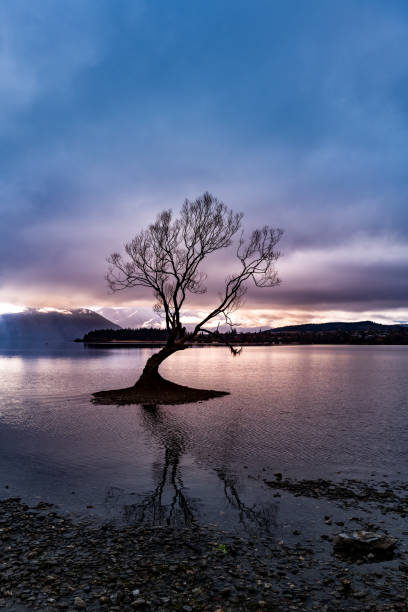 istock Isolation: Lone tree growing in a Lake bed 1253943489