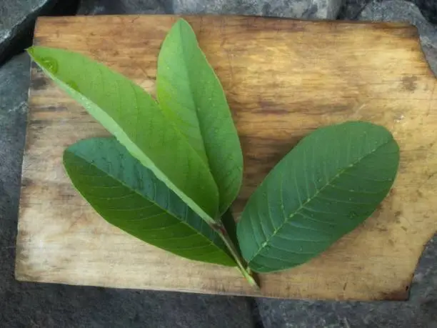 fresh green guava leaves on wooden surface
