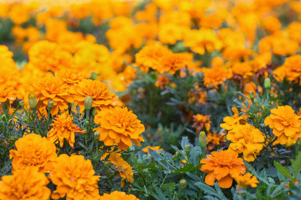 istock Marigold yellow summer flower or tagetes background 1253947366