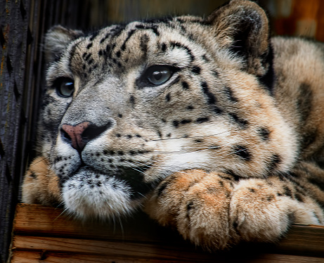 Endangered snow leopard close up portrait