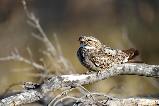 Lesser Nighthawk perched atop a log, perfect camouflaged and curiously looking at the photographer with a stinkeye