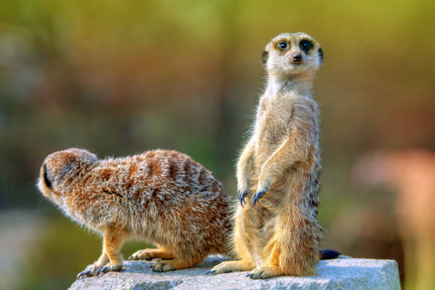 istock Curious meerkat looks into the distance 1253955226