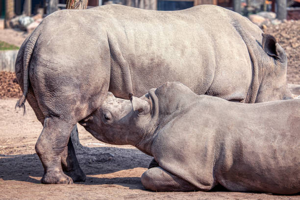 istock Rhino mother is breastfeeding her child 1253955227