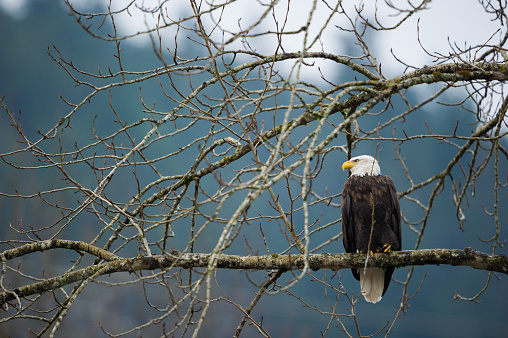 Bold Eagle sitting on a tree branch during winter day. Squamish, British Columbia, Canada.