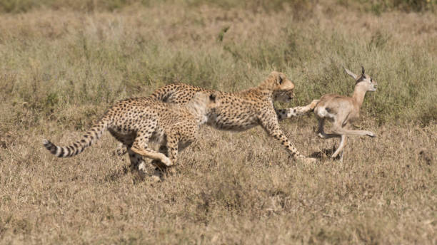 istock Cheetah cubs catching young antelope. 1253957973