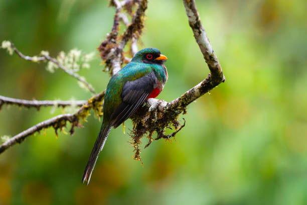 istock Masked trogon male 1253958052