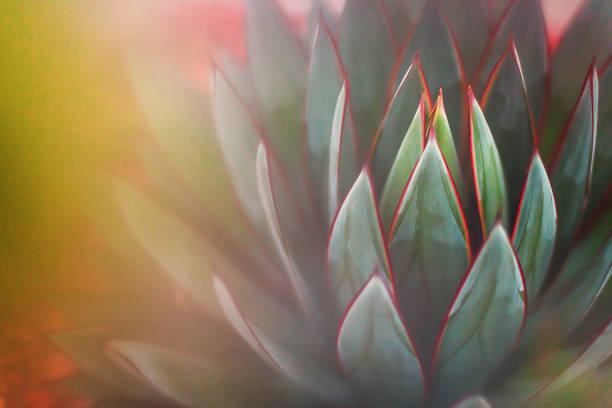 природа - суккуленты - оттенки зеленого - desert flower california cactus стоковые фото и изображения