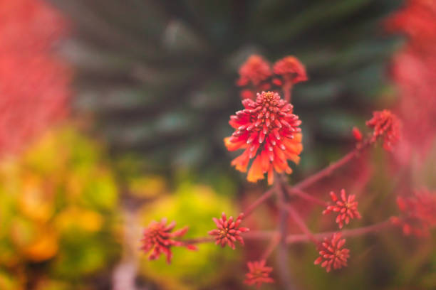 природа - суккуленты - оттенки красного - desert flower california cactus стоковые фото и изображения