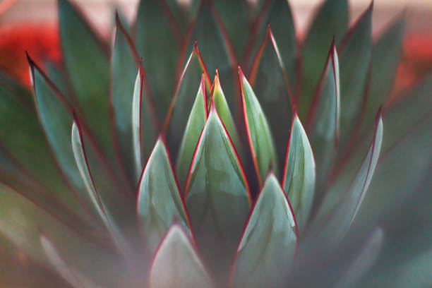 природа - суккуленты - оттенки зеленого - desert flower california cactus стоковые фото и изобра�жения