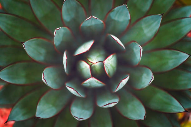 природа - суккуленты - оттенки зеленого - desert flower california cactus стоковые фото и изображения
