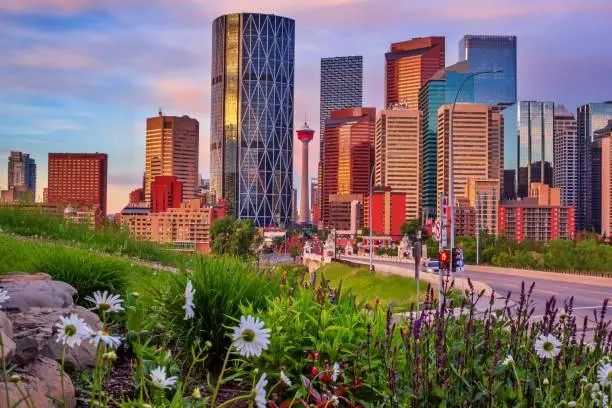 A group of flowering plants blooming in the summertime by downtown Calgary.