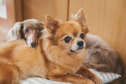 Chihuahua and Miniature Dachshund relaxed at home.