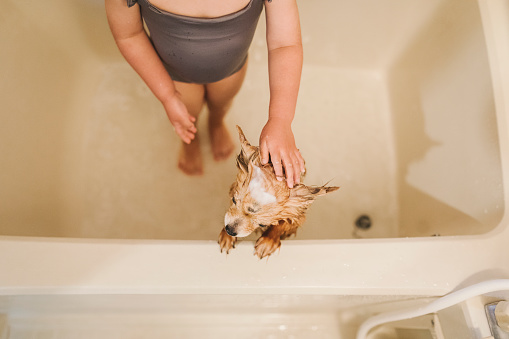 Bathing the cat in the bathtub. The owner has lowered the ginger cat into the water and is soaking his fur.