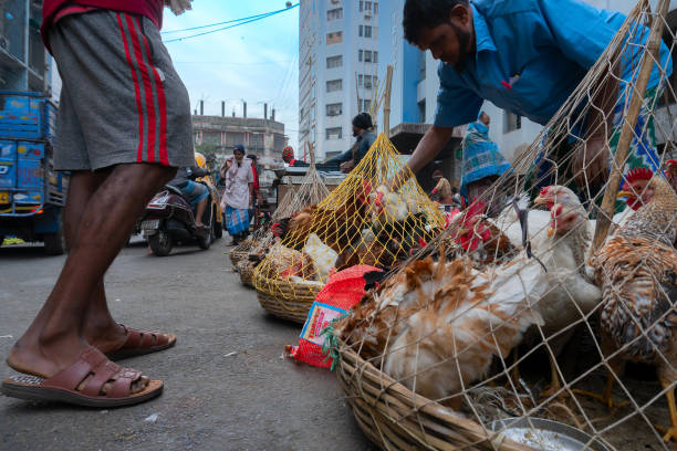 Kolkata, West Bengal, India - 16th December 2018 : Roosters, adult male chickens (Gallus gallus domesticus) are put in cage, placed on road and are being sold to customers, at Territy bazar, Kolkata.