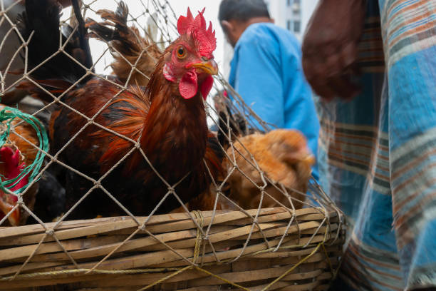 Kolkata, West Bengal, India - 16th December 2018 : Roosters, adult male chickens (Gallus gallus domesticus) put in cage, placed on road and are being offered for sale, at Territy bazar, Kolkata.