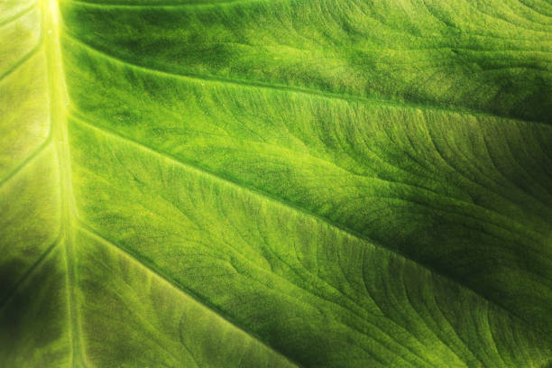 istock Green Elephant Ear Leaf Background Texture Macro Photography series 1253969589