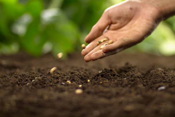 istock Hand sowing seed of vegetable 1253969693