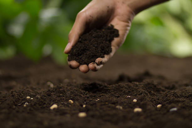 istock Hand poring soil on seed of vegetable 1253969725