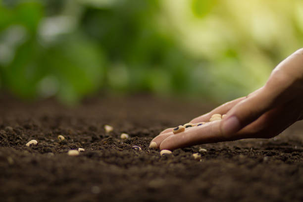 istock Sowing seed and vegetable garden 1253970238