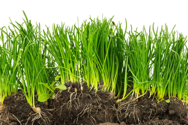istock Section of plants with roots and soil isolated on white background 1253972702