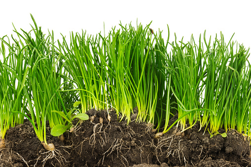 Section of green plants with roots and soil isolated on white background
