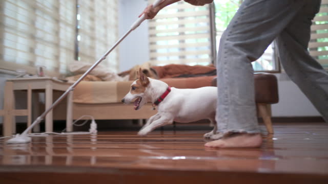 4K Playful Jack Russell Terrier playing and running while doing cleaning house work