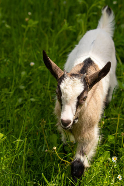 istock Brown and white domestic goat 1253977303