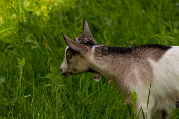 istock Small brown and white domestic goat 1253977304