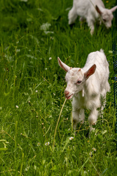 istock Small domestic goat grazing, close up 1253977318