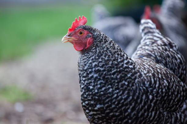 istock Plymouth Rock chicken 1253977604