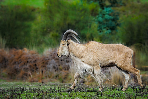 Mountain Goat and Kids (the baby goats) walking on the background of lake and mountains. Colorado