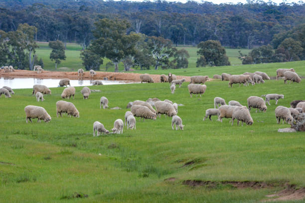 パドックの中の羊 - merino sheep ストックフォトと画像