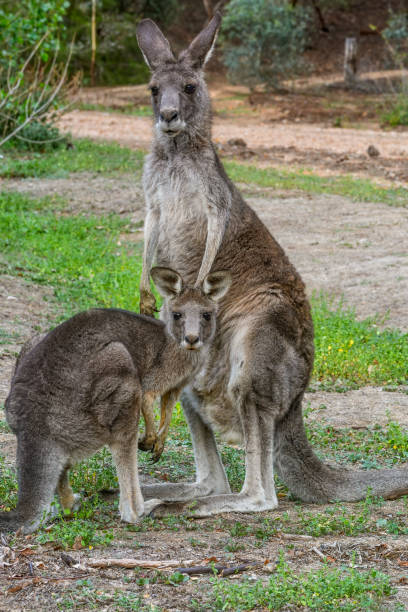 istock Grey Kangaroo joey drinking milk 1253978539