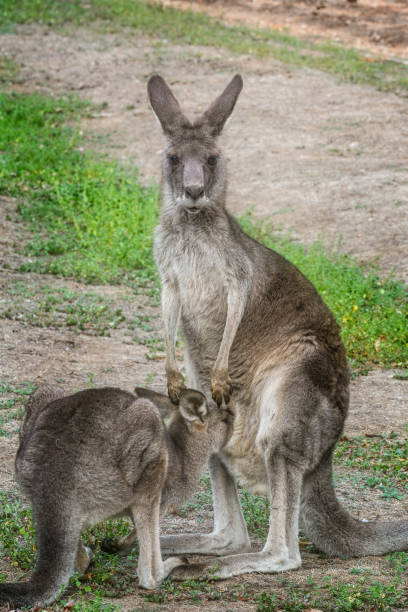 istock Grey Kangaroo joey drinking milk 1253979047