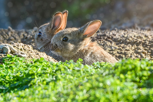 Mother and baby cotton tail bunnies in the wild