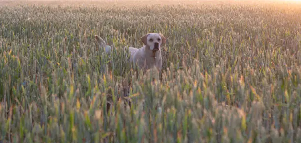 Labrador retriever dog looks into the distance, a field with ears of wheat at dawn.