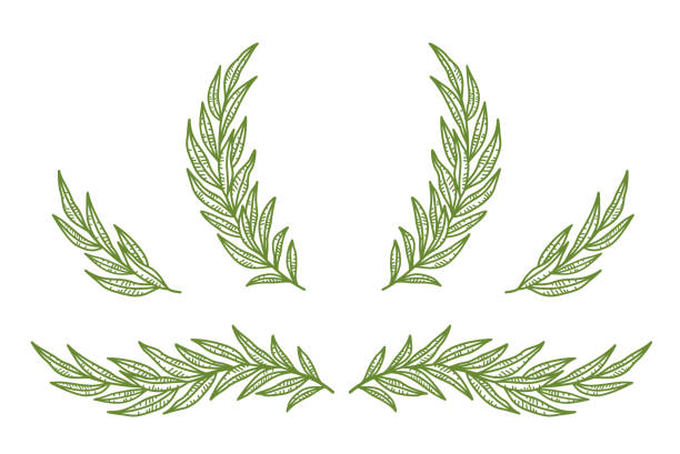 illustrations, cliparts, dessins animés et icônes de branches d’olivier vintage, brindille et ensemble de couronnes - the splits