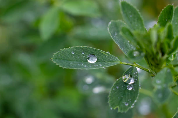 Dewdrops on alfalfa leaves. Grass used as animal feed