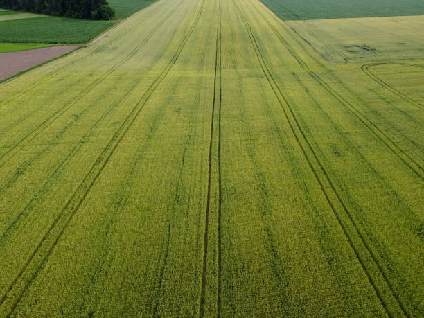 istock Large wheat field from a bird's eye view... 1253982079