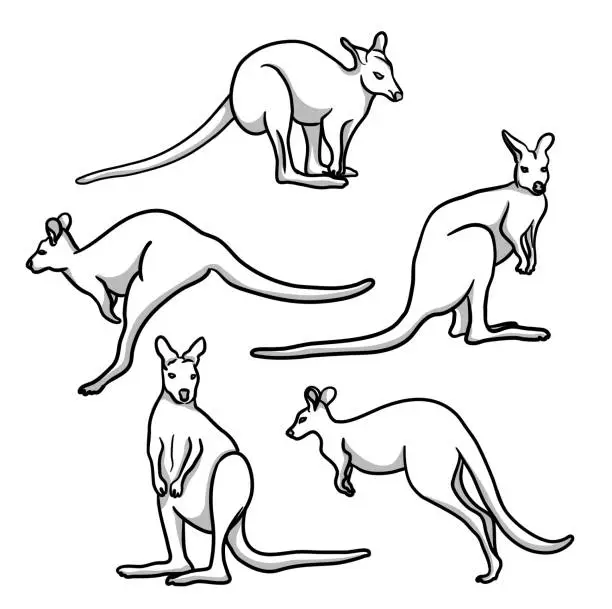 Vector illustration of Kangaroo Poses