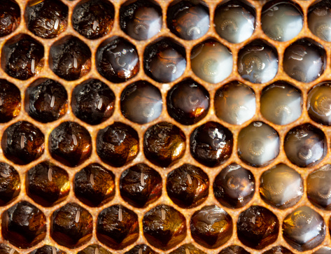 The eggs laid by the queen bee in the honeycomb, the bees are poured with milk.
