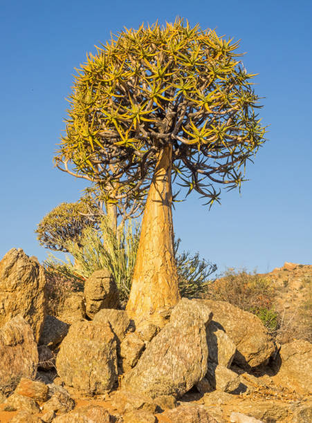 Discovering the beautiful nature of Namibia