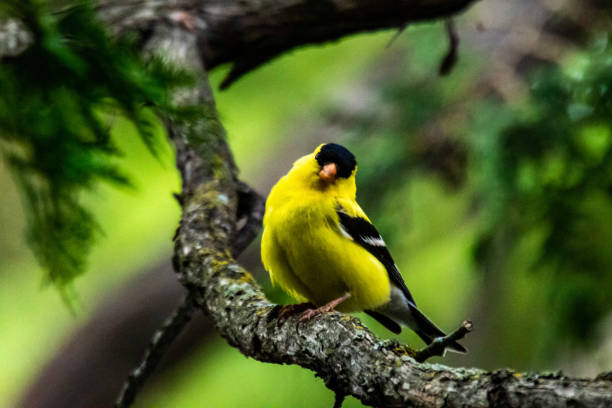 cardellino americano giocoso - american goldfinch gold finch bird branch foto e immagini stock