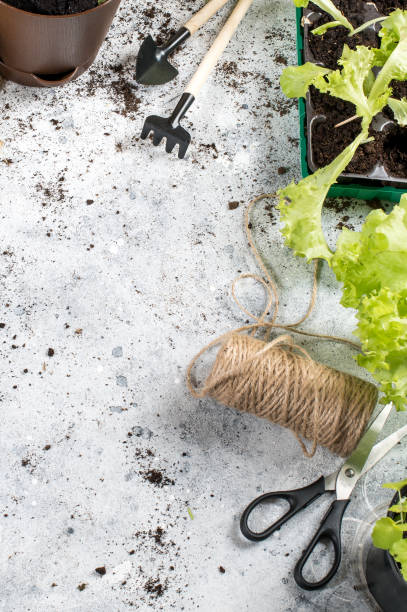 istock Composition with plants and gardening tools with space for text 1253988765