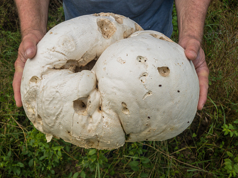 Giant puffball on hands