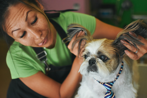 Animal Groomer, Dog, Pets, Pet Grooming Salon