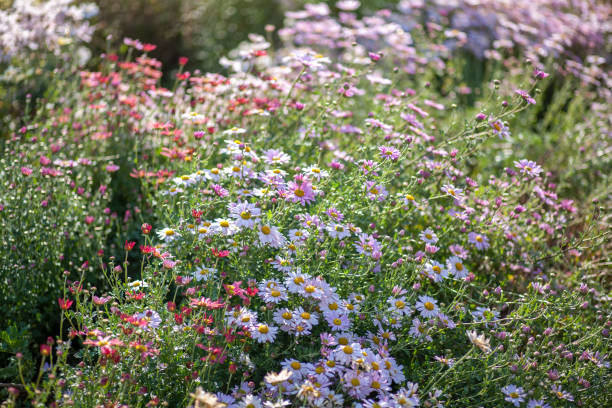 istock a field of daisies background 1253991097
