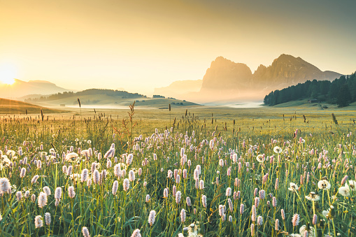 View of the Seiser Alm (Alpe di Siusi in Italian), one of the biggest alpine meadows on the Dolomites, with the Sassolungo and Sassopiatto peaks on the background.