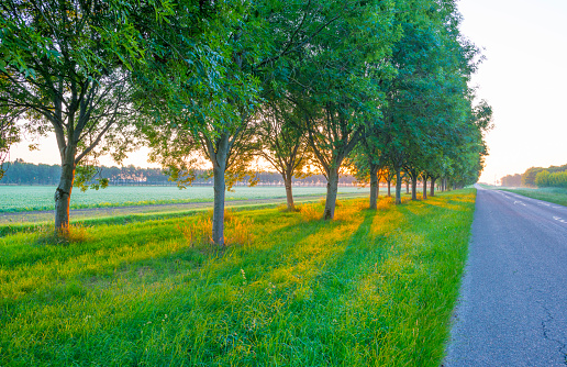 Double line of trees with a lush green foliage in a grassy green field along a countryside road in sunlight at sunrise in summer, Almere, Flevoland, The Netherlands, June 21, 2020